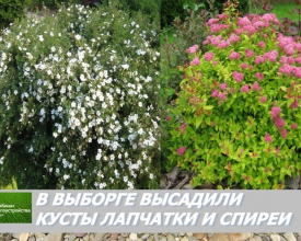 В Выборге посадили спирею и лапчатку
